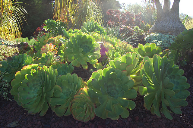 Aeonium urbicum