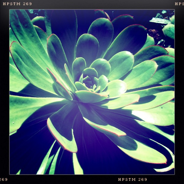 Aeonium urbicum