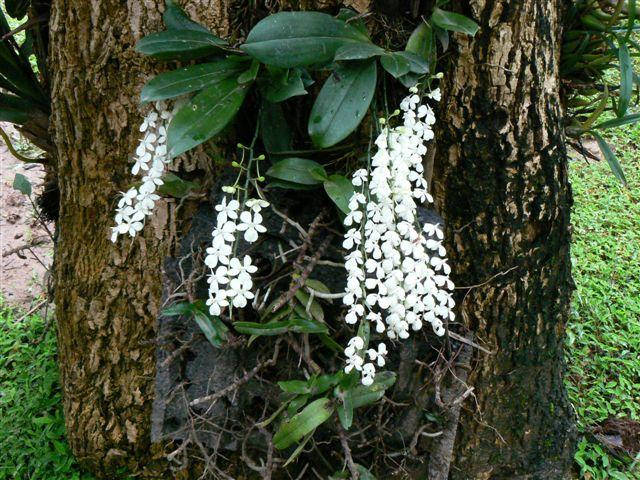 Aerangis citrata