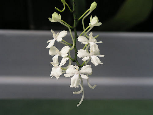Aerangis citrata (Aerangis citrata)