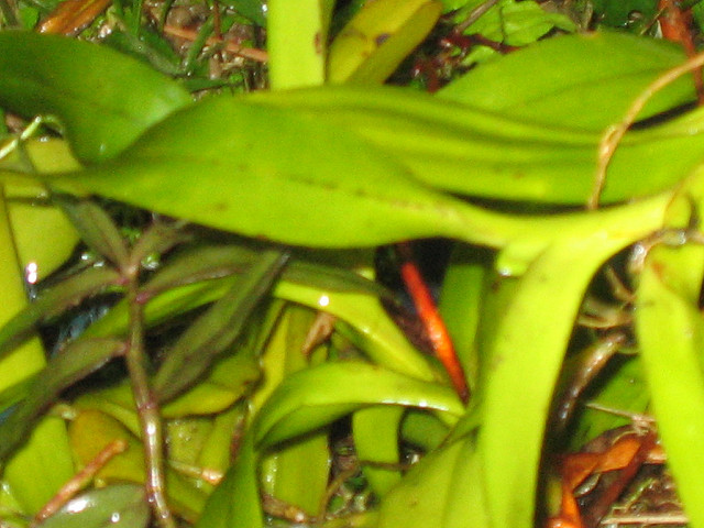 Aéride odorante