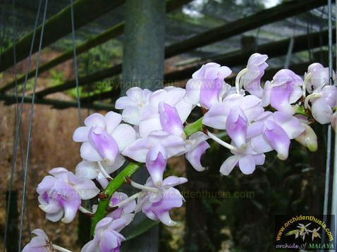 Aerides (Aerides)