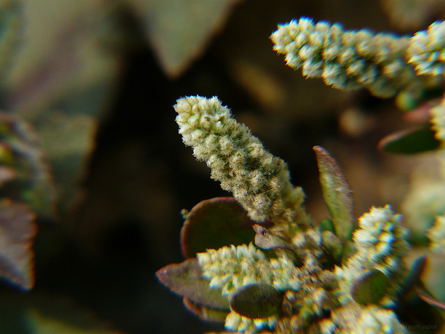 Aerva lanata