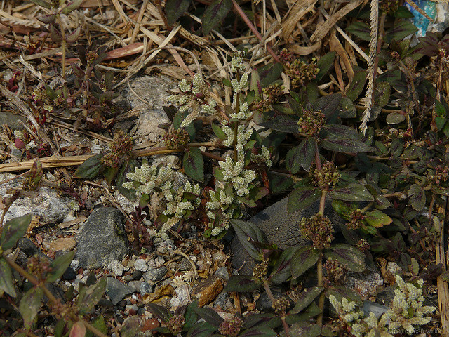 Aerva lanata