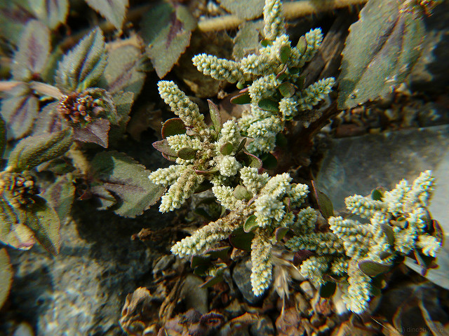 Aerva lanata