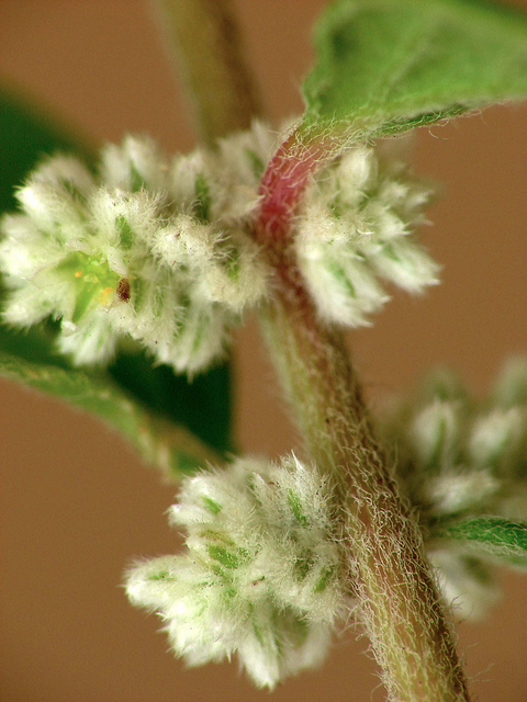 Aerva lanata