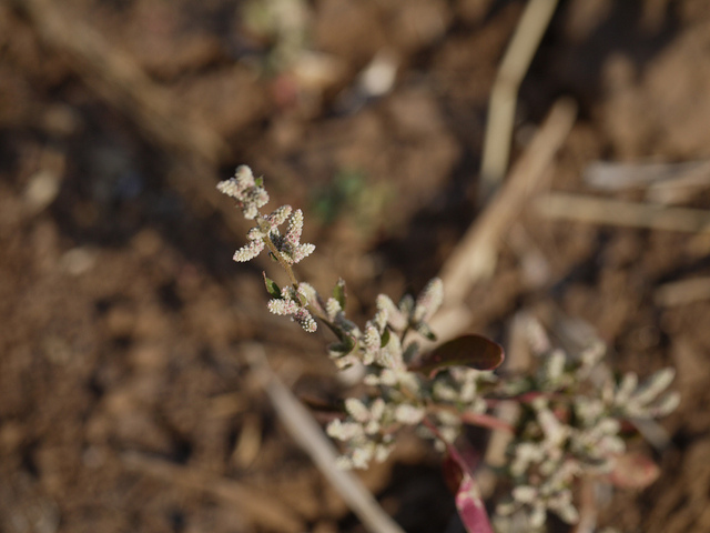 Aerva lanata