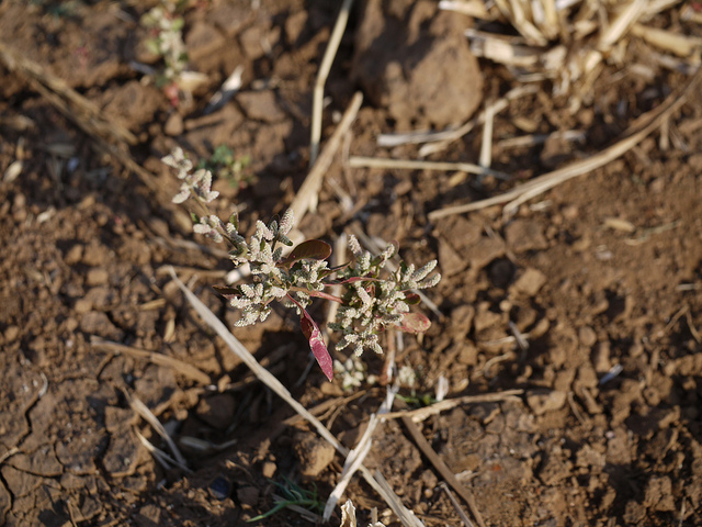 Aerva lanata (Aerva lanata)