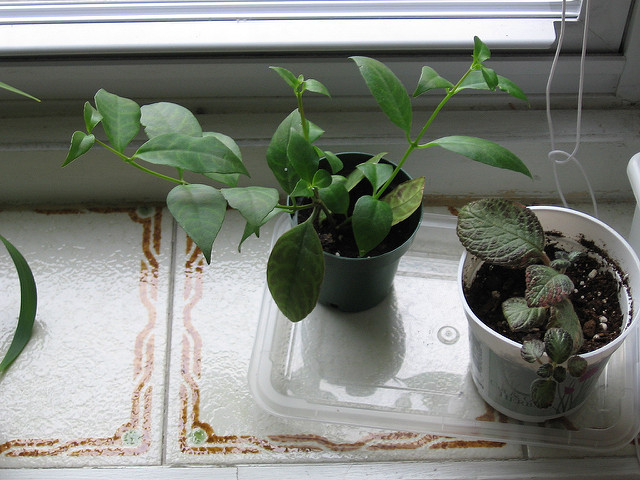 Aeschynanthus longicaulis (Aeschynanthus longicaulis)