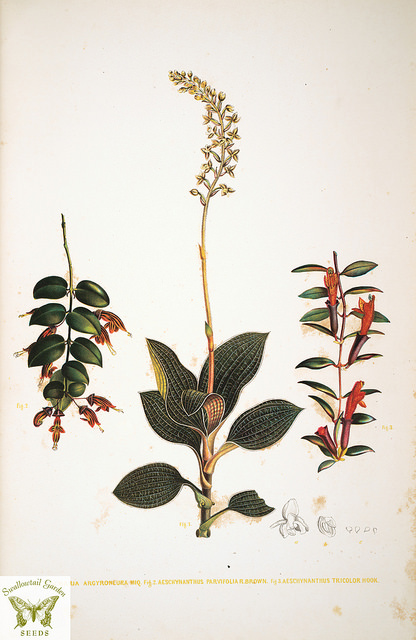 Aeschynanthus pulcher