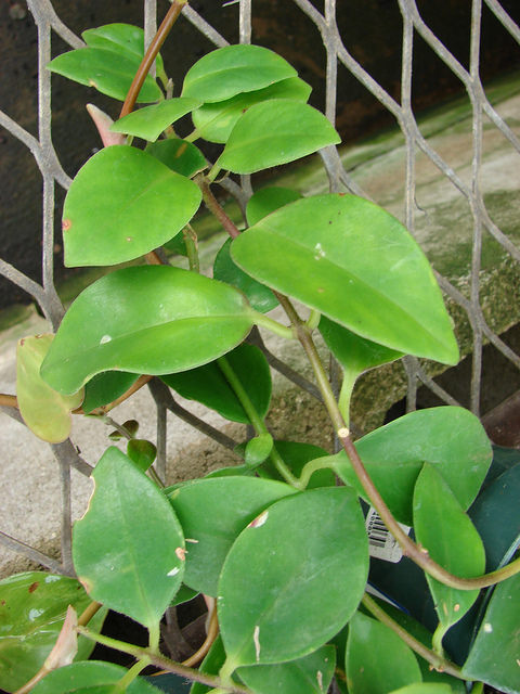 Aeschynanthus pulcher