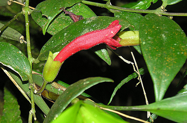 Aeschynanthus radicans