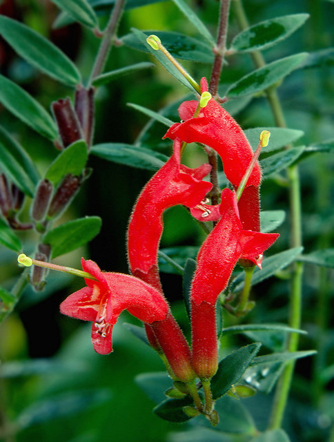 Aeschynanthus radicans
