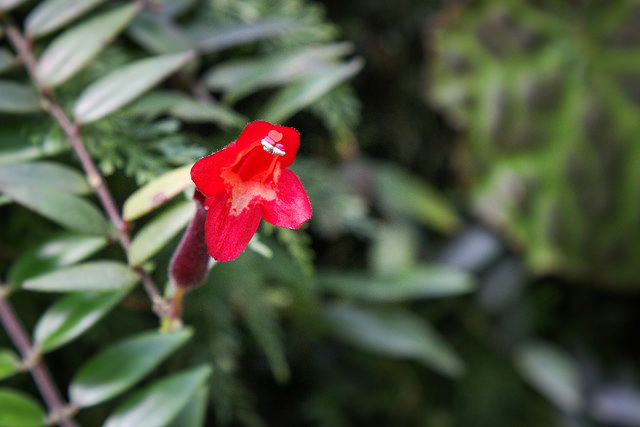 Aeschynanthus radicans