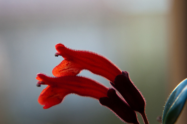 Aeschynanthus radicans
