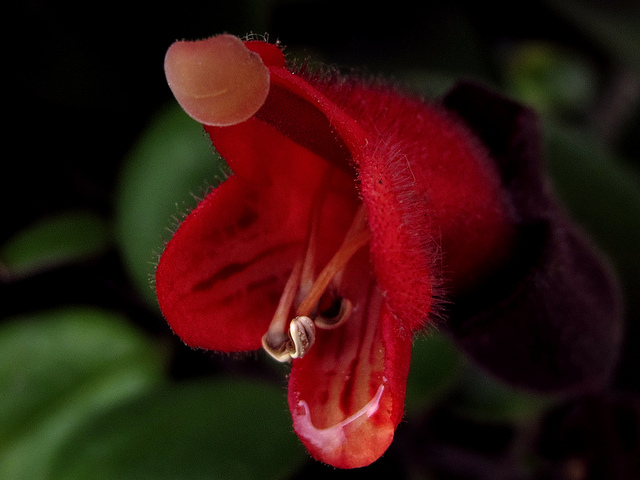 Aeschynanthus radicans (Aeschynanthus radicans)