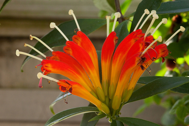 Aeschynanthus speciosus