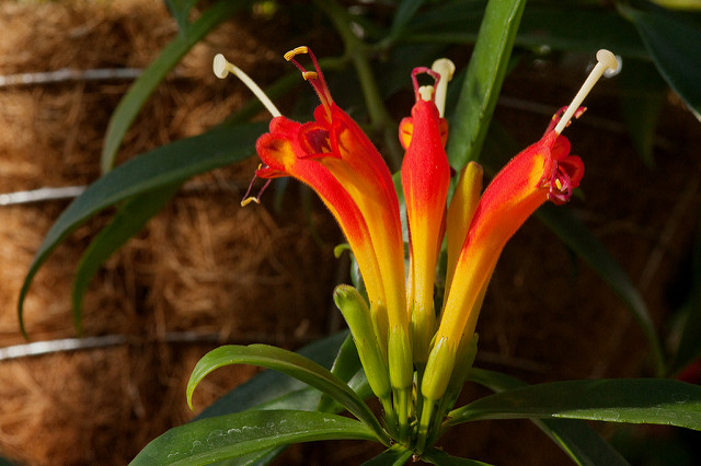 Aeschynanthus speciosus