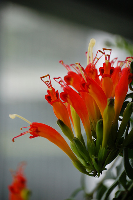 Aeschynanthus speciosus