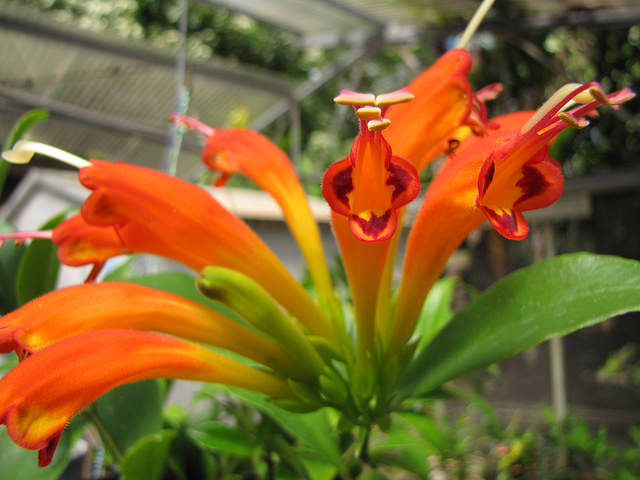 Aeschynanthus speciosus