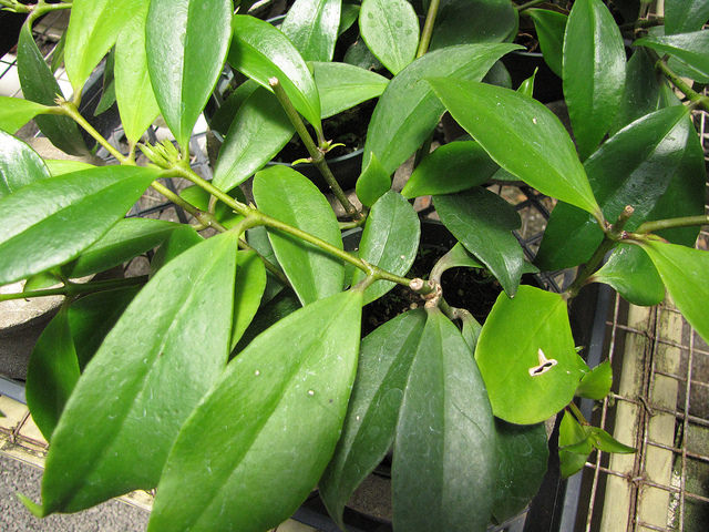 Aeschynanthus speciosus