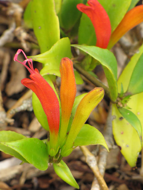 Aeschynanthus speciosus