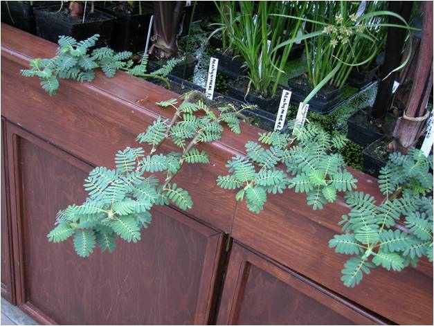 Aeschynomene fluitans (Aeschynomene fluitans)