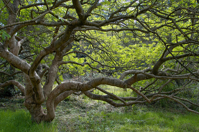 Marronnier de californie