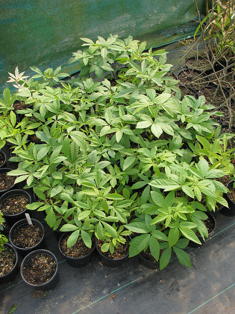 Marronnier de californie