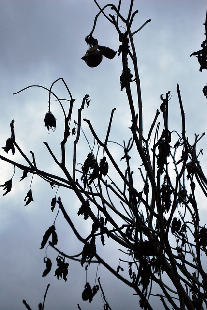 Marronnier de californie