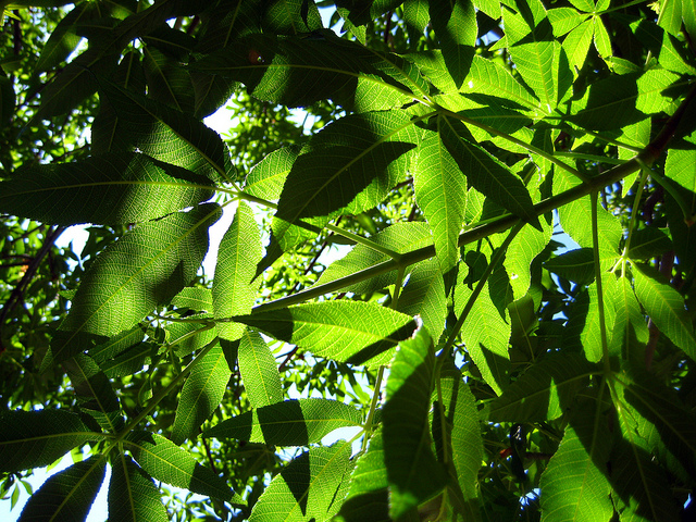 Marronnier de californie