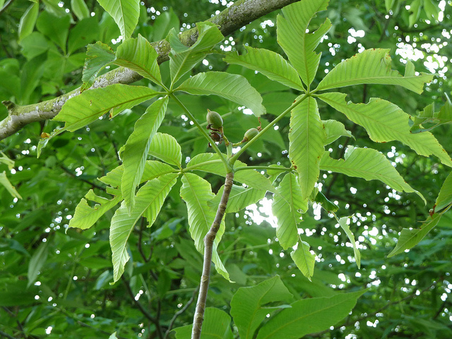 Marronnier à fleurs jaunes (Aesculus flava)