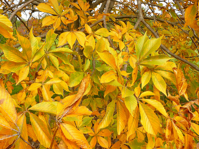 Marronnier glabre (Aesculus glabra)