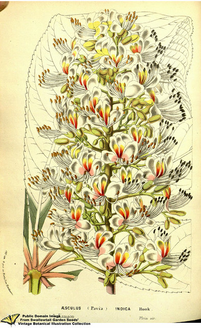 Aesculus indica