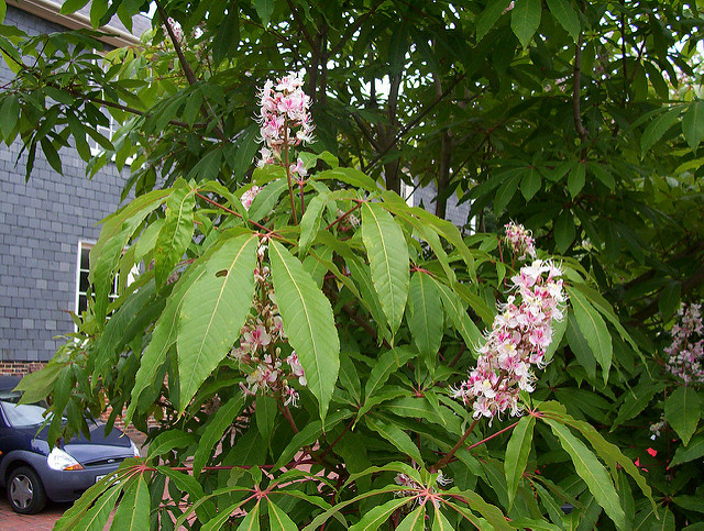 Aesculus indica