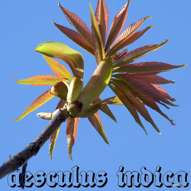 Aesculus indica