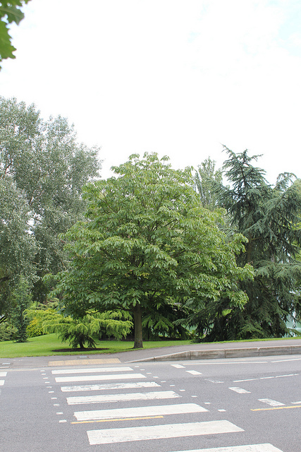 Aesculus indica