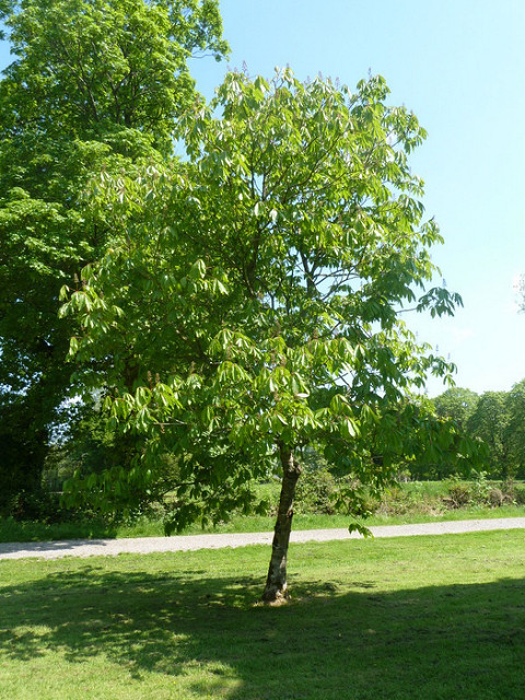 Aesculus indica