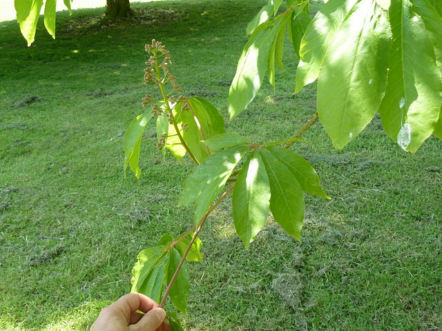 Aesculus indica (Aesculus indica)