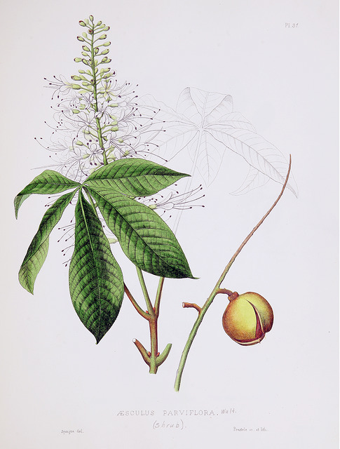 Pavier blanc
