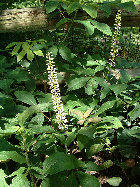 Pavier blanc
