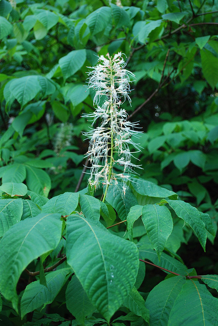 Pavier blanc
