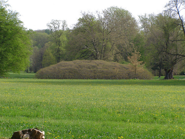 Pavier blanc (Aesculus parviflora)