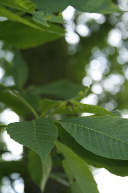 Pavier rouge (Aesculus pavia)