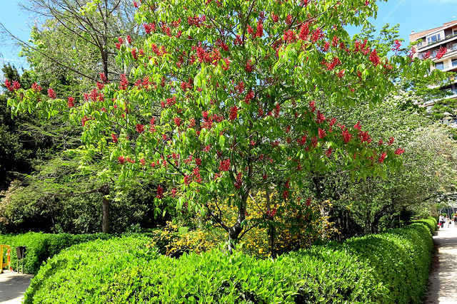 Pavier rouge