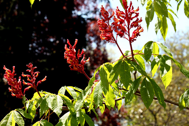 Pavier rouge