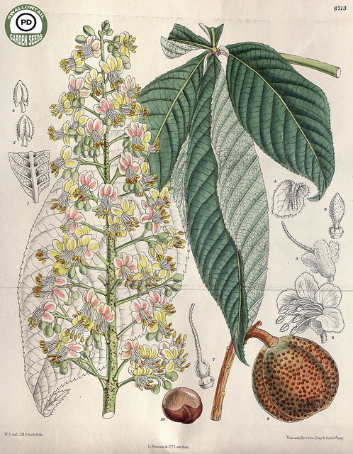 Aesculus turbinata (Aesculus turbinata)