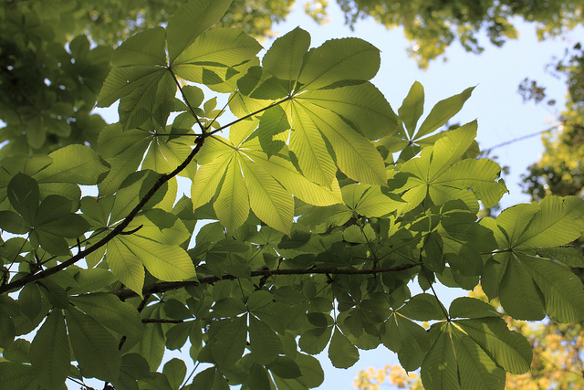 Aesculus turbinata