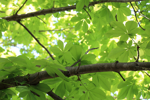 Aesculus turbinata