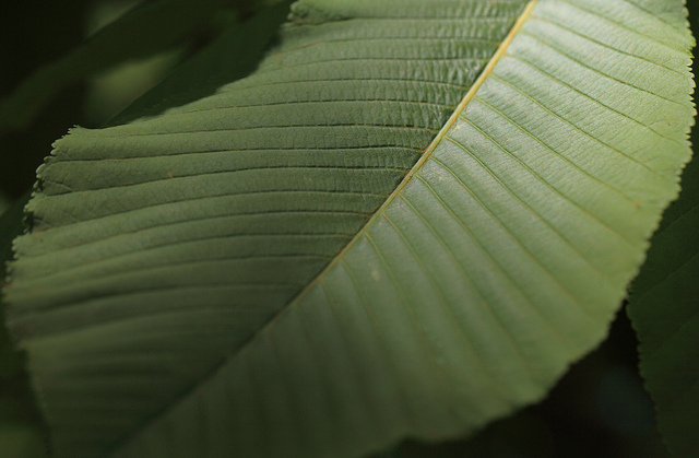 Aesculus turbinata